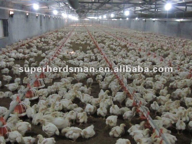Poultry Shed Design